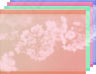 Fr�hling5 (4Farben)