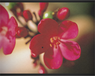 8mm フィルム